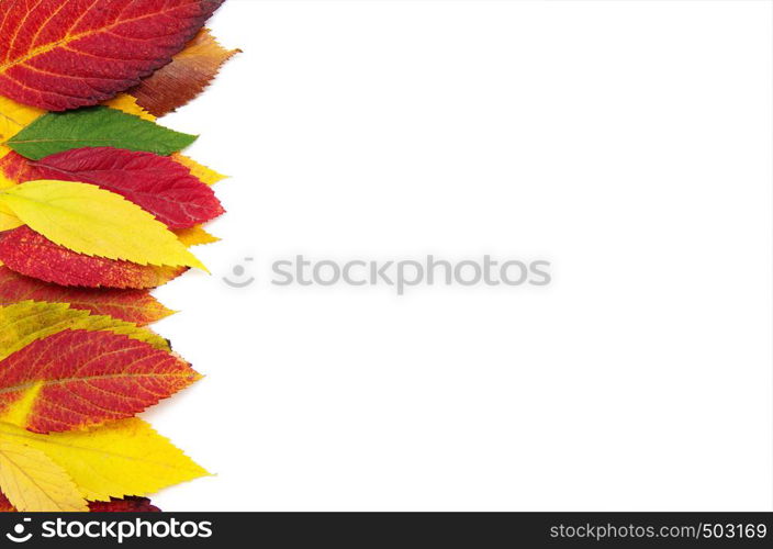 Group of colorful autumn leaves isolated on white background