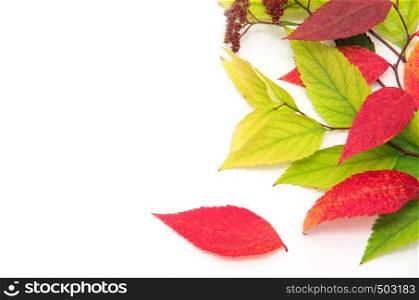 Group of colorful autumn leaves isolated on white background