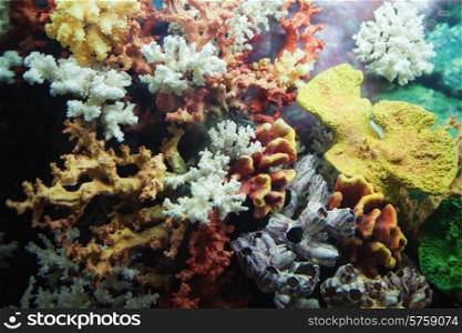 Group of colorful corals close up