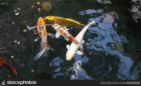 Group of colorful Koi fish swimming in a shallow pond with coins at the bottom