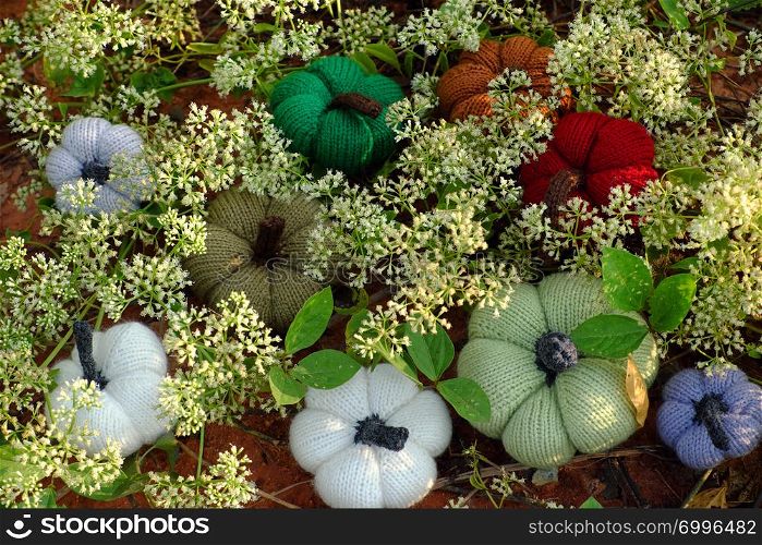 Group of colorful pumpkins in garden, grass land with tiny flowers in white, handmade products for leisure activities by knit from yarn