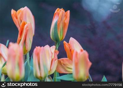 Group of colorful tulip in spring garden.  Bright colorful tulip photo background. Amazing spring concept and background.