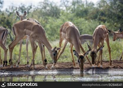 Group of Common Impala drinking backlit at waterhole in Kruger National park, South Africa ; Specie Aepyceros melampus family of Bovidae. Common Impala in Kruger National park, South Africa