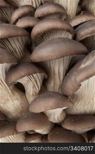 Group of Common oyster mushrooms full frame