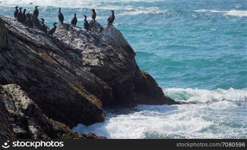 Group of cormorants perched on the rocks near Spoonera??s Cove Beach