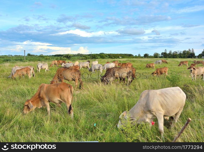 Group of cow herd is feeding grass in a dry field,Tropical natural landscape in Thailand.