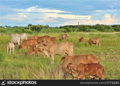 Group of cow herd is feeding grass in a dry field,Tropical natural landscape in Thailand.