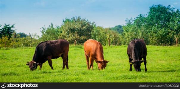 Group of cows in grassland panorama