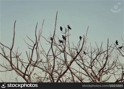 Group of crows sitting on the bare branches of a tree against the sky