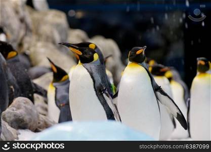 Group of cute penguins in zoo.