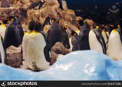 Group of cute penguins in zoo.