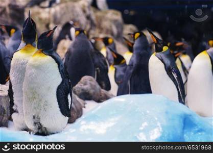 Group of cute penguins in zoo.. penguins in zoo.