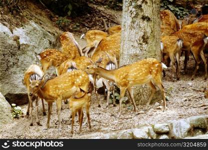 Group of deer near a tree trunk, Tame Deer, Itsukushima Shrine, Miyajima, Japan