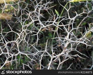 group of desert thorn plant.