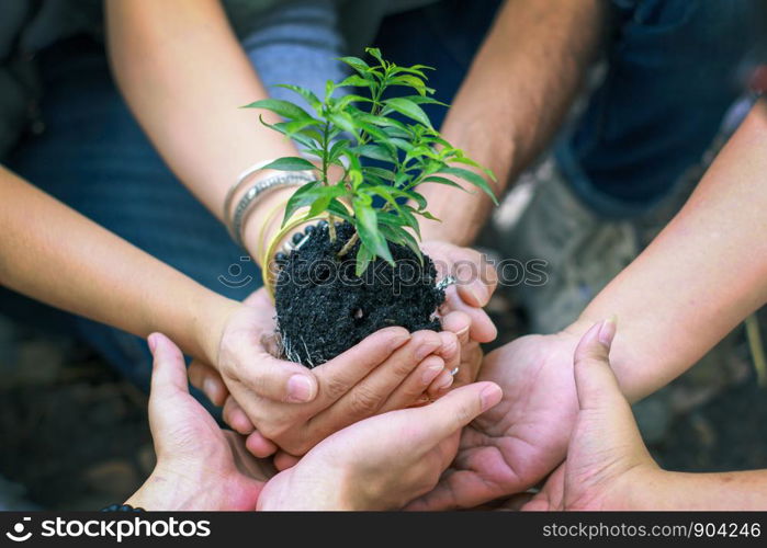 Group of Diverse People Planting Tree Together,Cupping plant nature Environmental.