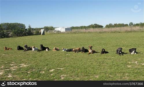 group of dogs in a training of obedience