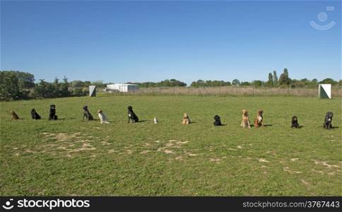 group of dogs in a training of obedience