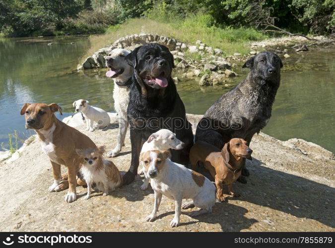 group of dogs near a river in the nature
