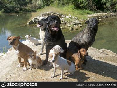 group of dogs near a river in the nature