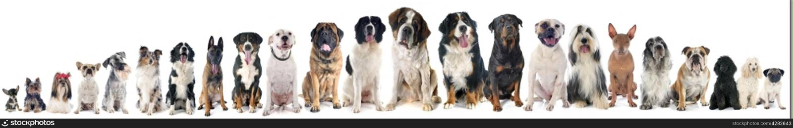 group of dogs of white background