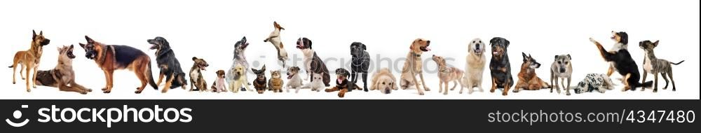 group of dogs, puppies and cats on a white background