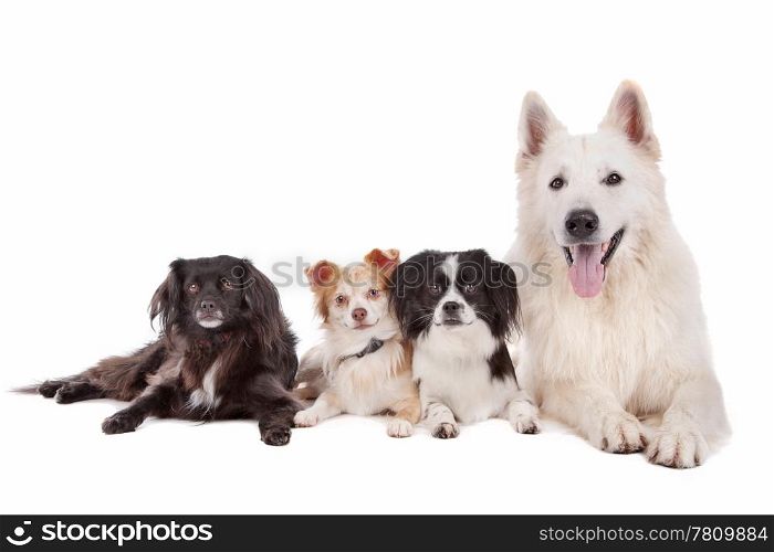 group of dogs. white shepherd and tree mixed breed dogs in front of a white background