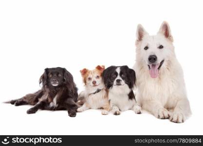 group of dogs. white shepherd and tree mixed breed dogs in front of a white background