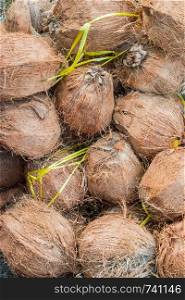group of dry coconut