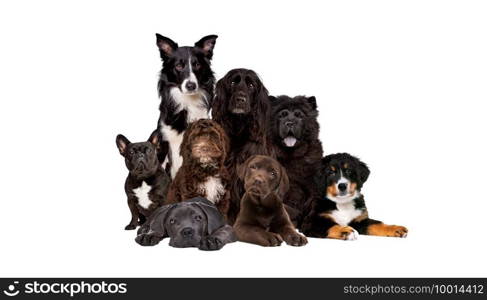 group of eight dogs isolated on a white background. group of eight dogs looking at camera