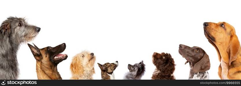 group of eight dogs looking up, portrait in profile.isolated on a white background. group of eight dogs looking up, portrait in profile
