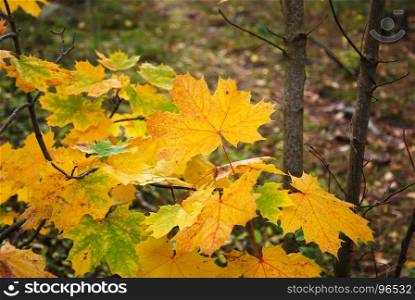 Group of fall season colored maple leaves