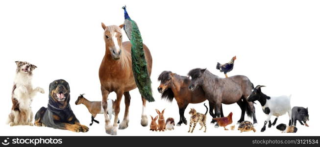 group of farm animals in front of white background