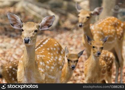 group of female and fawn sika deer