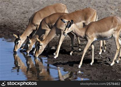 Group of female impala (Aepyceros melampus melampus) at a waterhole in Etosha N.P. in Namibia