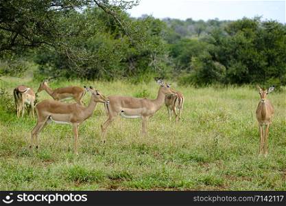 Group of female impalas in the wild