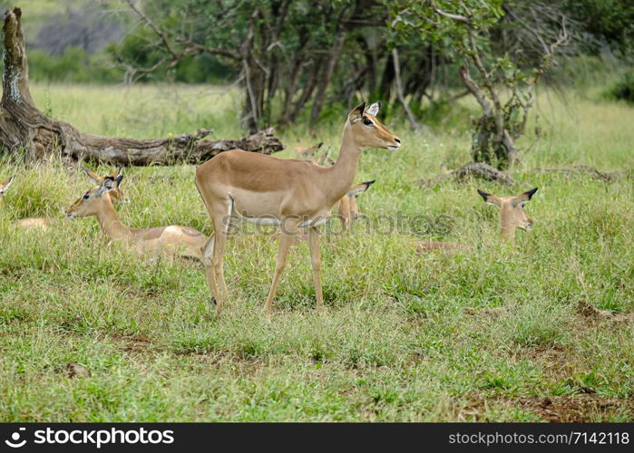 Group of female impalas in the wild