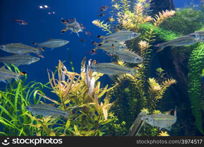 group of fishes swimming in an aquarium