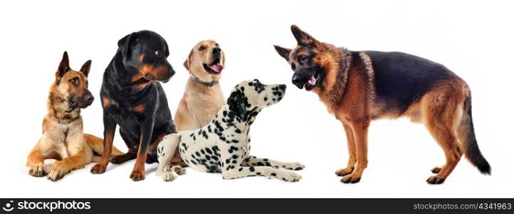 group of five dogs on a white background