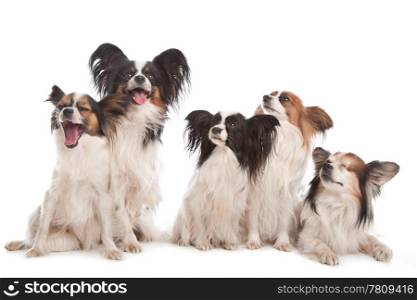 group of five papillon dogs. group of five papillon dogs in front of a white background