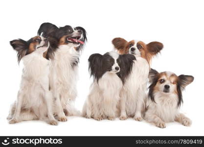 group of five papillon dogs. group of five papillon dogs in front of a white background