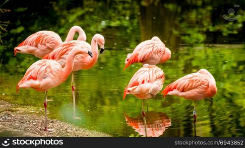Group of flamingo standing in water