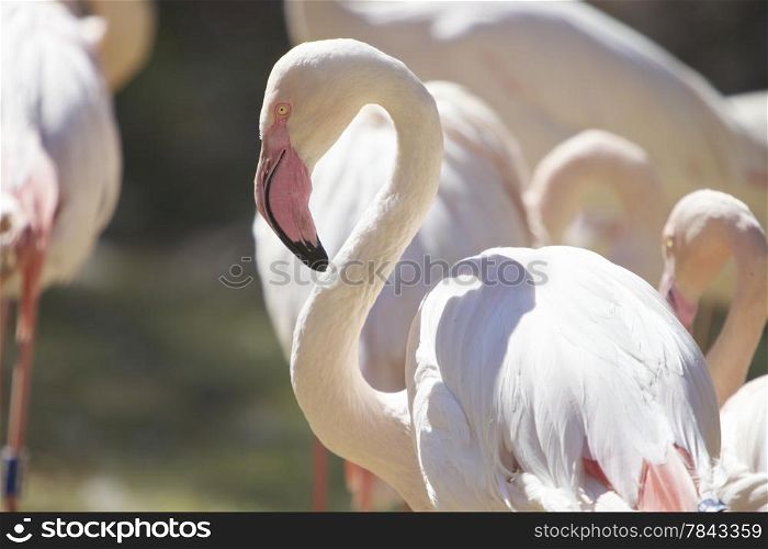 Group of flamingo, sun bathing