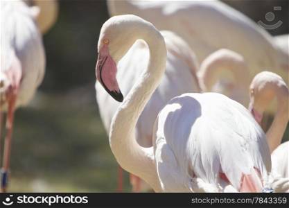 Group of flamingo, sun bathing