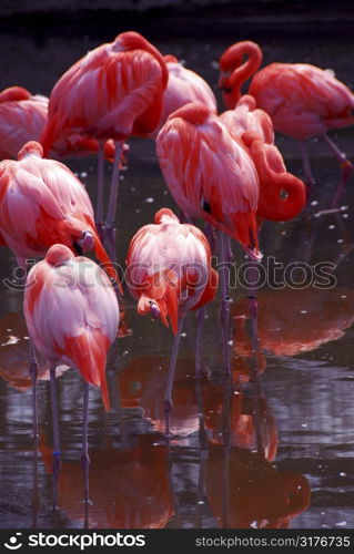 Group of flamingoes