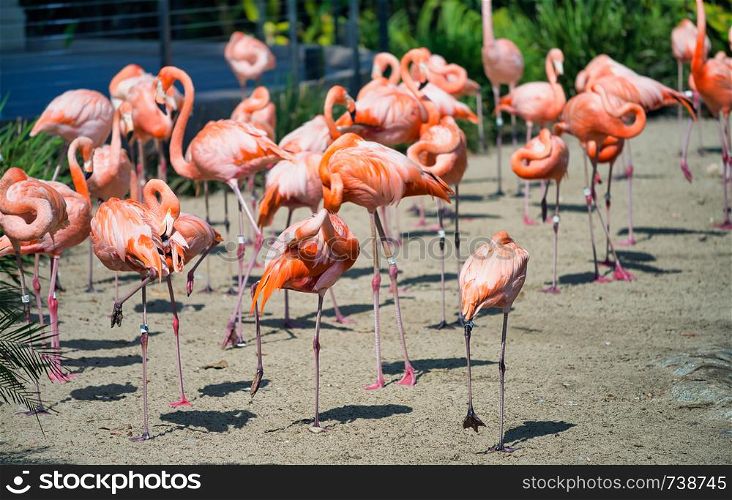Group of Flamingos in a park.