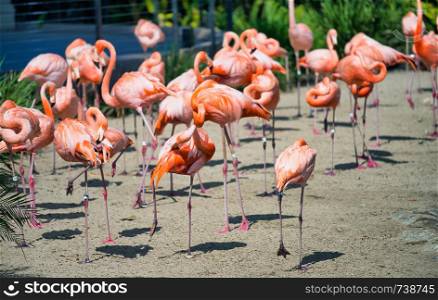 Group of Flamingos in a park.