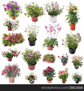 group of flower plants in front of white background