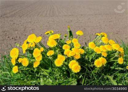 Group of flowering dandelions near sandy field. Group of flowering yellow dandelions near sandy soil