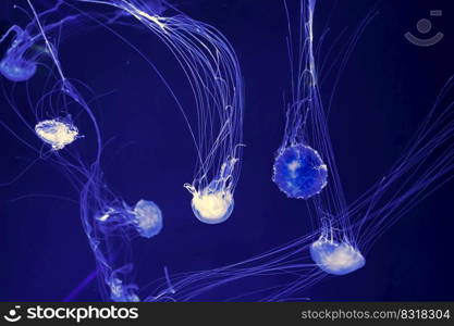 Group of fluorescent jellyfish swimming underwater aquarium pool. The Atlantic sea nettle chrysaora quinquecirrha in blue water, ocean. Theriology, tourism, diving, undersea life.. Group of glow jellyfish chrysaora quinquecirrha in blue water. Diving, theriology, undersea life