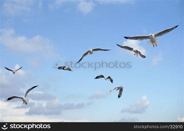 group of flying seagull bird on beautiful sky background